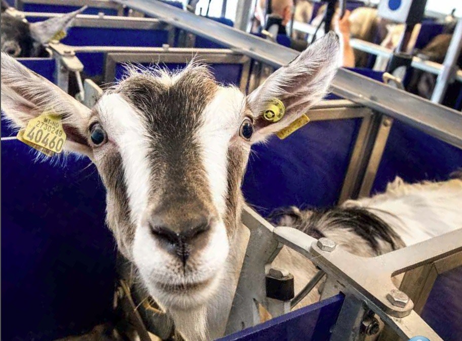 DeLaval sheep and goat milking systems